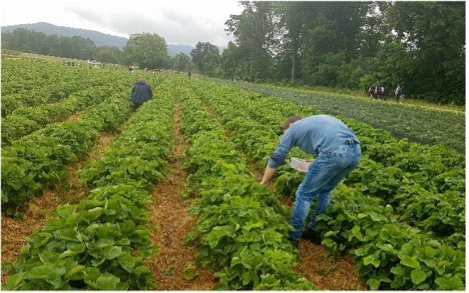 picture showing an employee picking strawberries