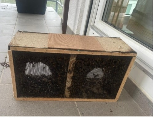eine Kiste mit Bienen darin